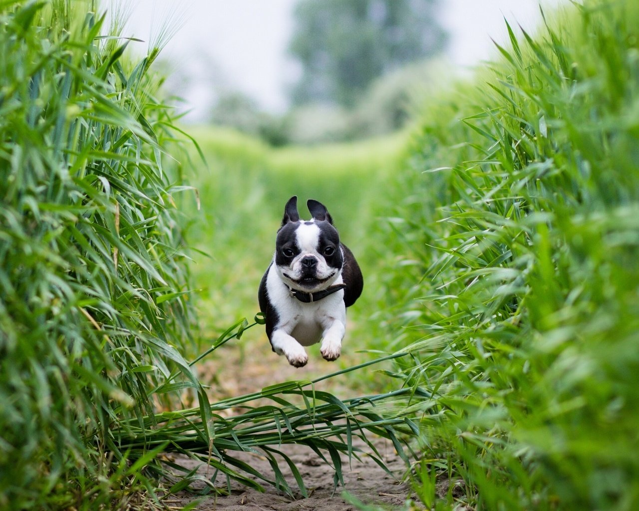 Обои поле, собака, тропинка, бег, бостон-терьер, field, dog, path, running, boston terrier разрешение 2561x1600 Загрузить