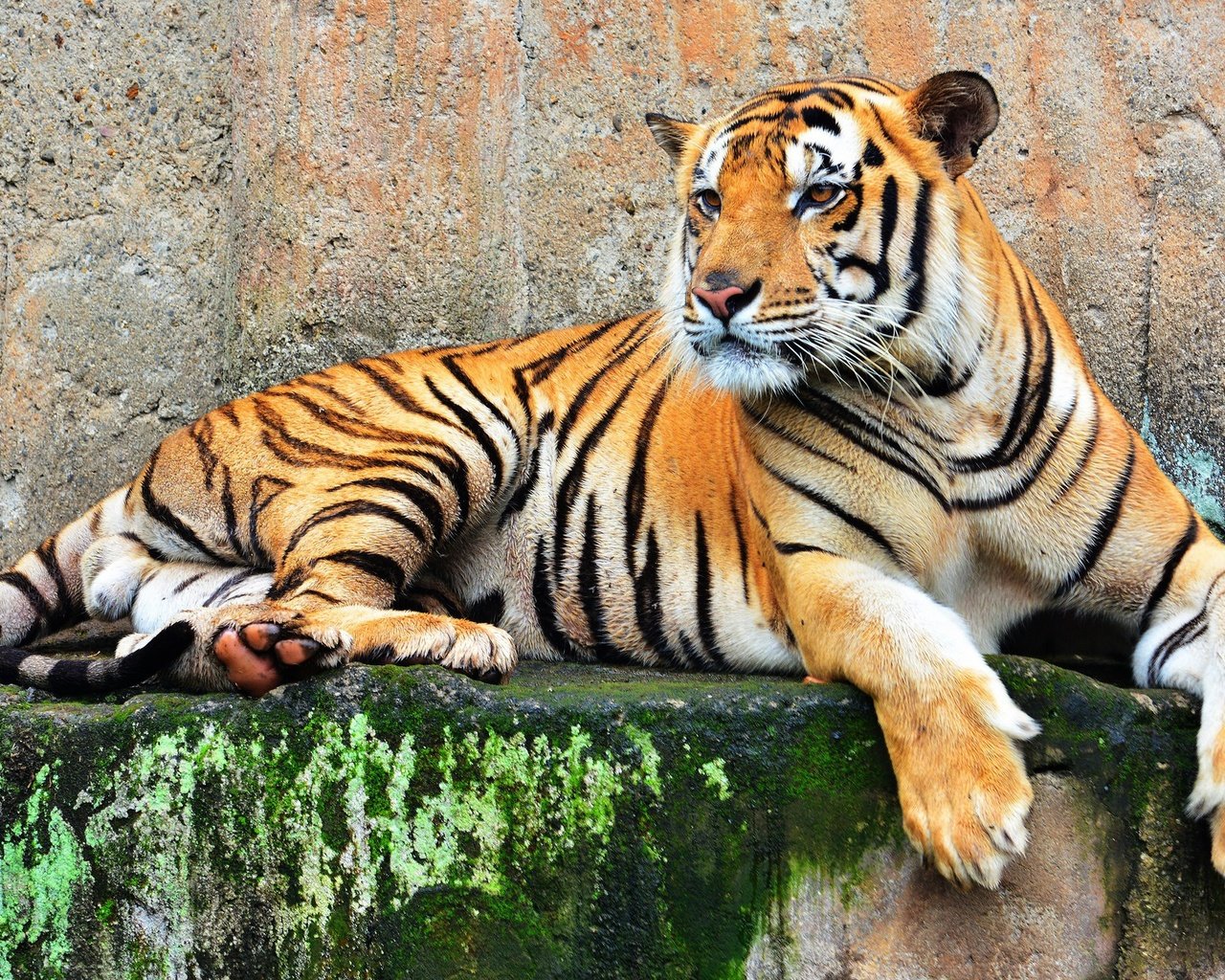 Обои тигр, хищник, большая кошка, tiger, predator, big cat разрешение 2048x1315 Загрузить