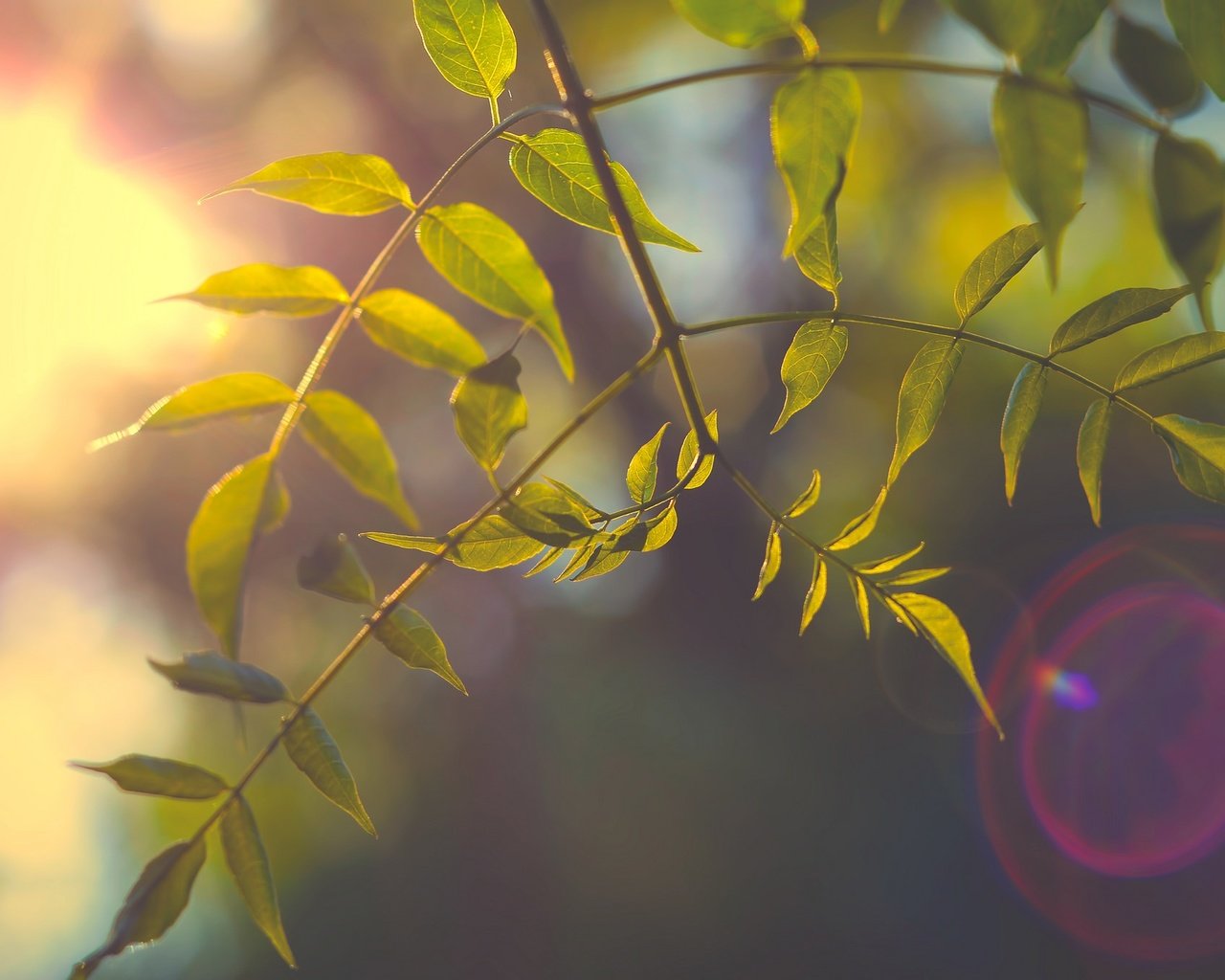 Обои ветка, природа, дерево, листья, фон, лучи света, branch, nature, tree, leaves, background, rays of light разрешение 2048x1356 Загрузить