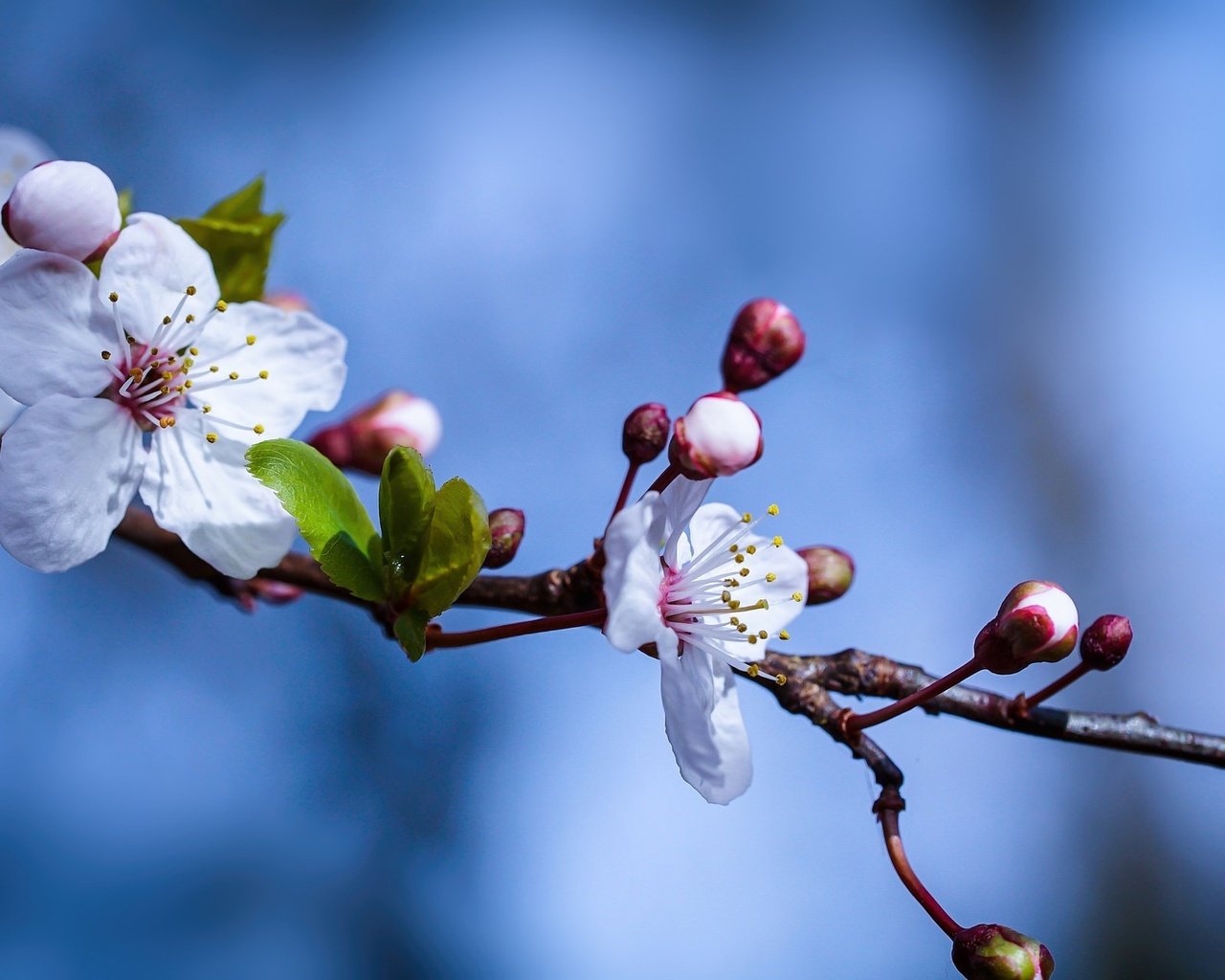 Обои небо, ветка, природа, цветение, весна, цветки, the sky, branch, nature, flowering, spring, flowers разрешение 2048x1280 Загрузить