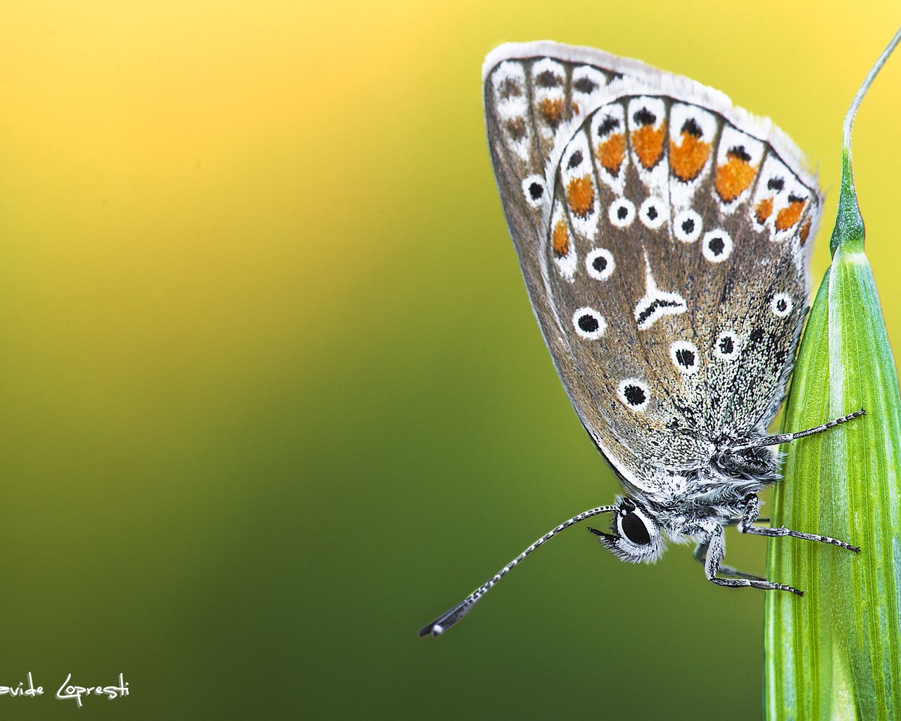 Обои природа, растения, насекомое, фон, бабочка, davide lopresti, nature, plants, insect, background, butterfly разрешение 4717x3145 Загрузить