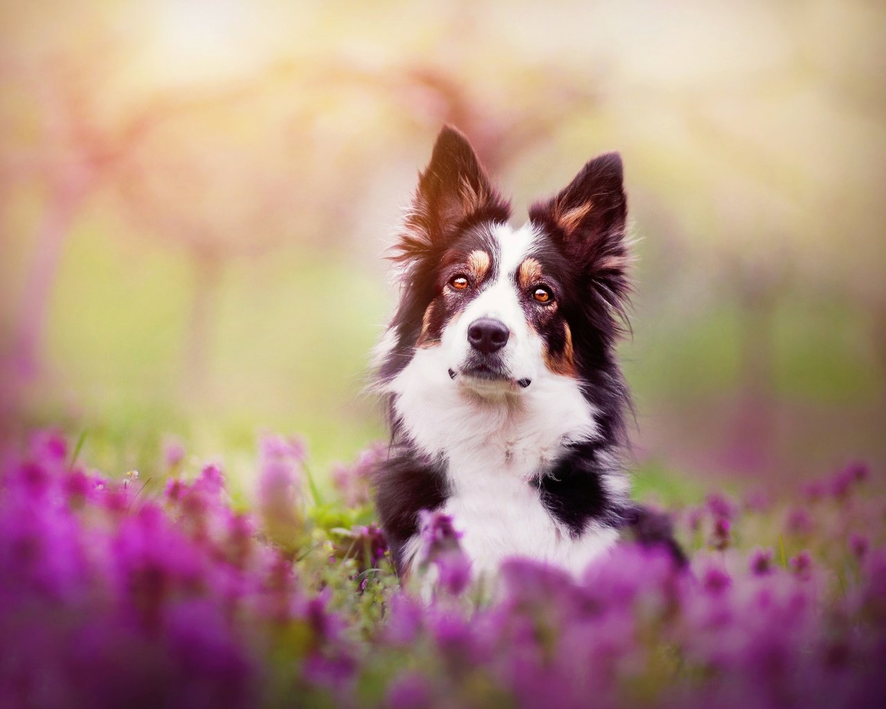 Обои цветы, собака, весна, бордер-колли, kristýna kvapilová, flowers, dog, spring, the border collie разрешение 2924x1949 Загрузить