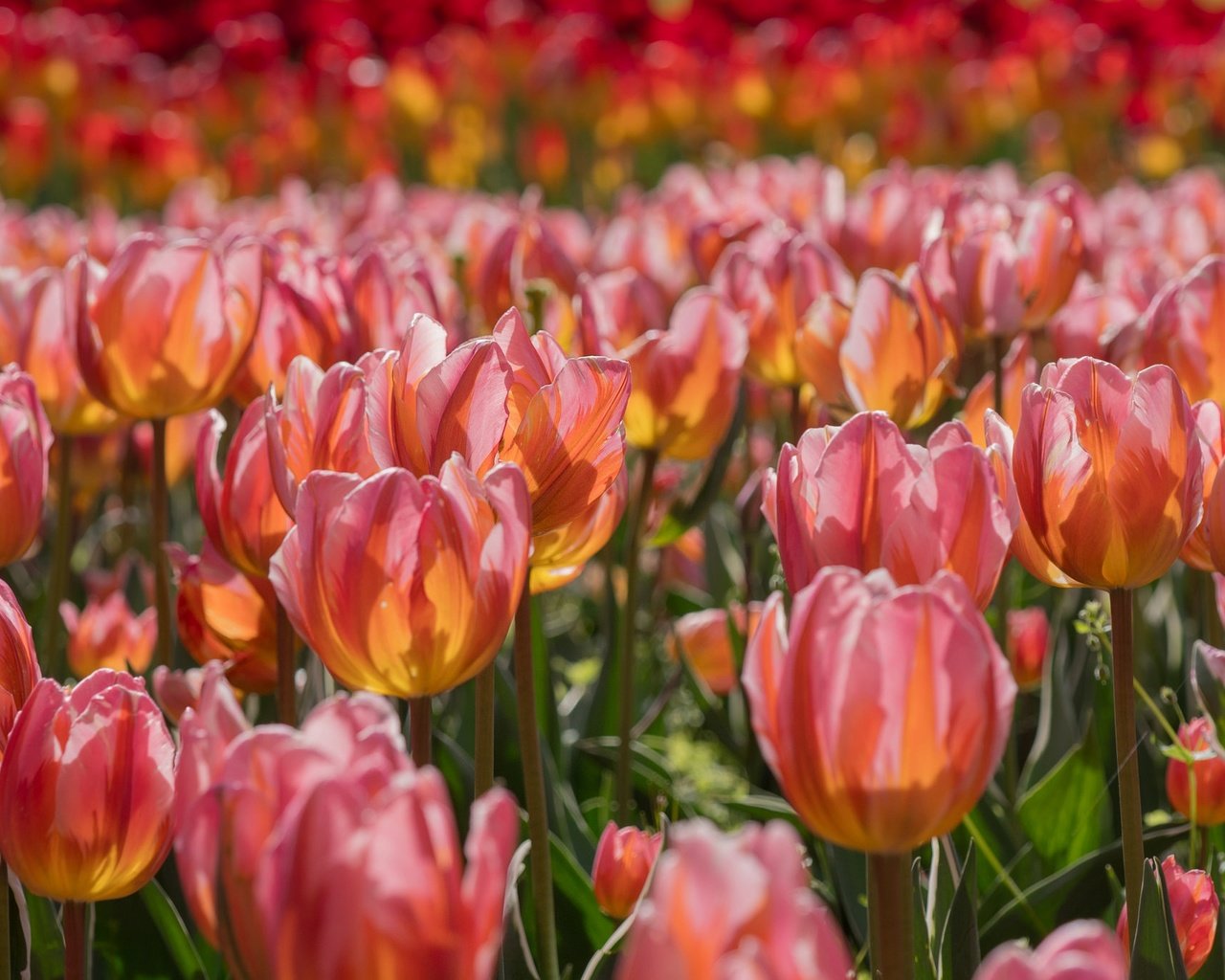Обои цветы, бутоны, весна, тюльпаны, много, flowers, buds, spring, tulips, a lot разрешение 2048x1365 Загрузить