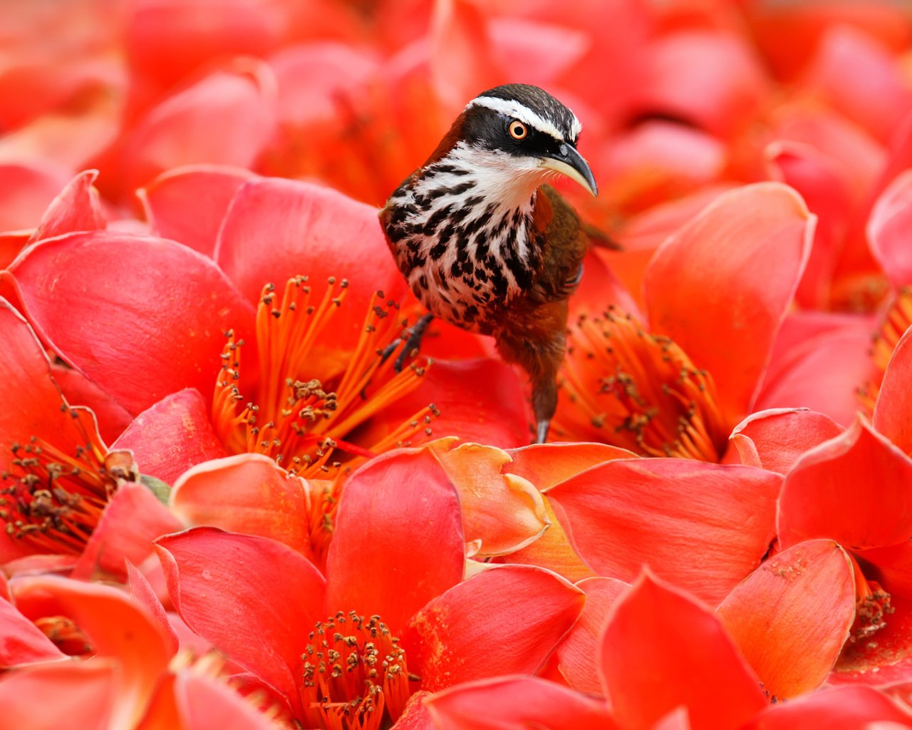 Обои цветы, птица, клюв, перья, flowers, bird, beak, feathers разрешение 2048x1365 Загрузить