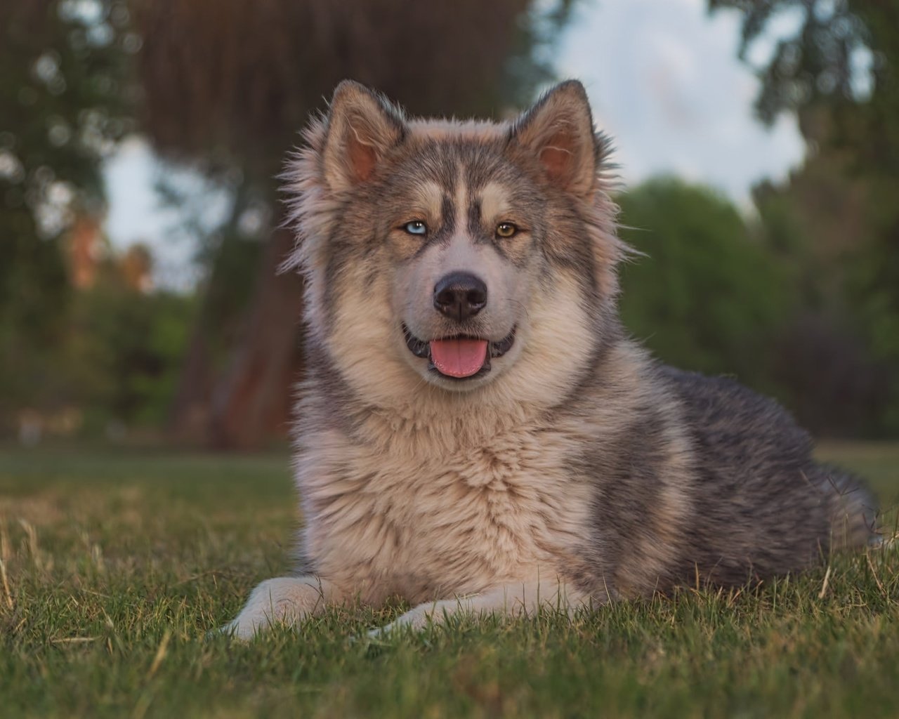 Обои трава, портрет, взгляд, собака, язык, маламут, grass, portrait, look, dog, language, malamute разрешение 2048x1365 Загрузить