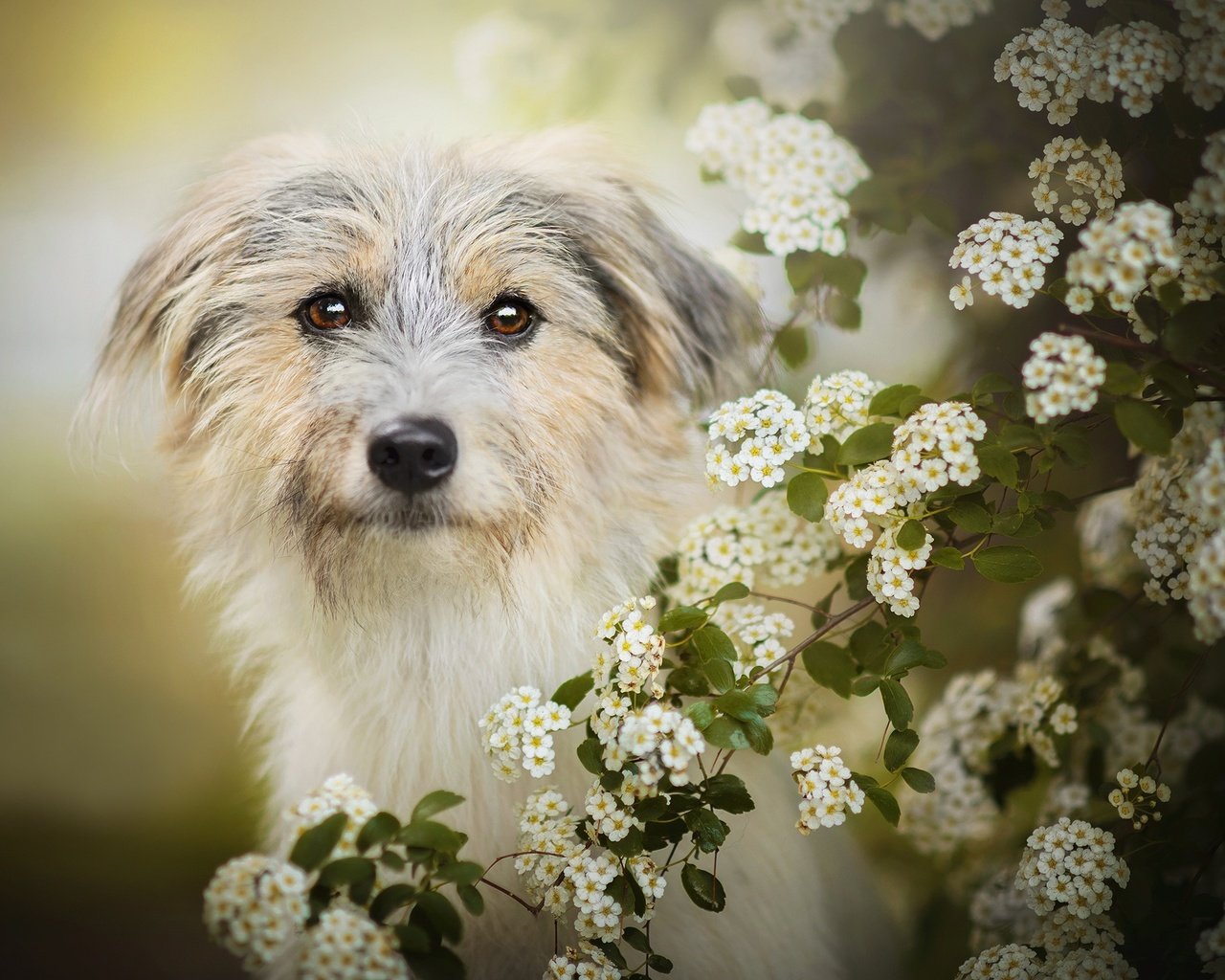 Обои цветение, собака, боке, лилли, flowering, dog, bokeh, lilly разрешение 2048x1277 Загрузить