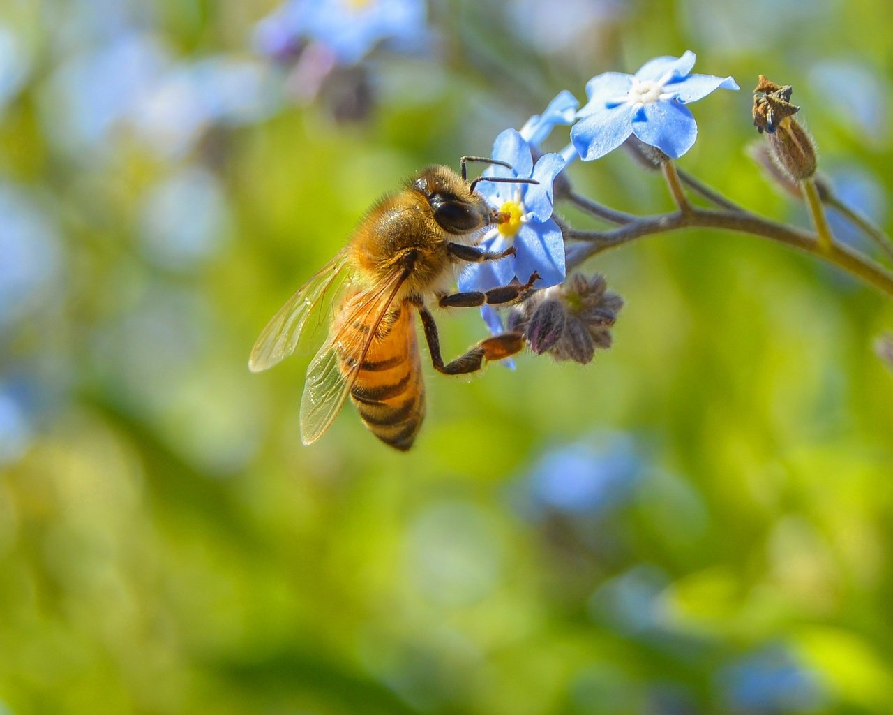 Обои цветы, макро, насекомое, растение, пчела, незабудка, flowers, macro, insect, plant, bee, forget-me-not разрешение 2560x1547 Загрузить