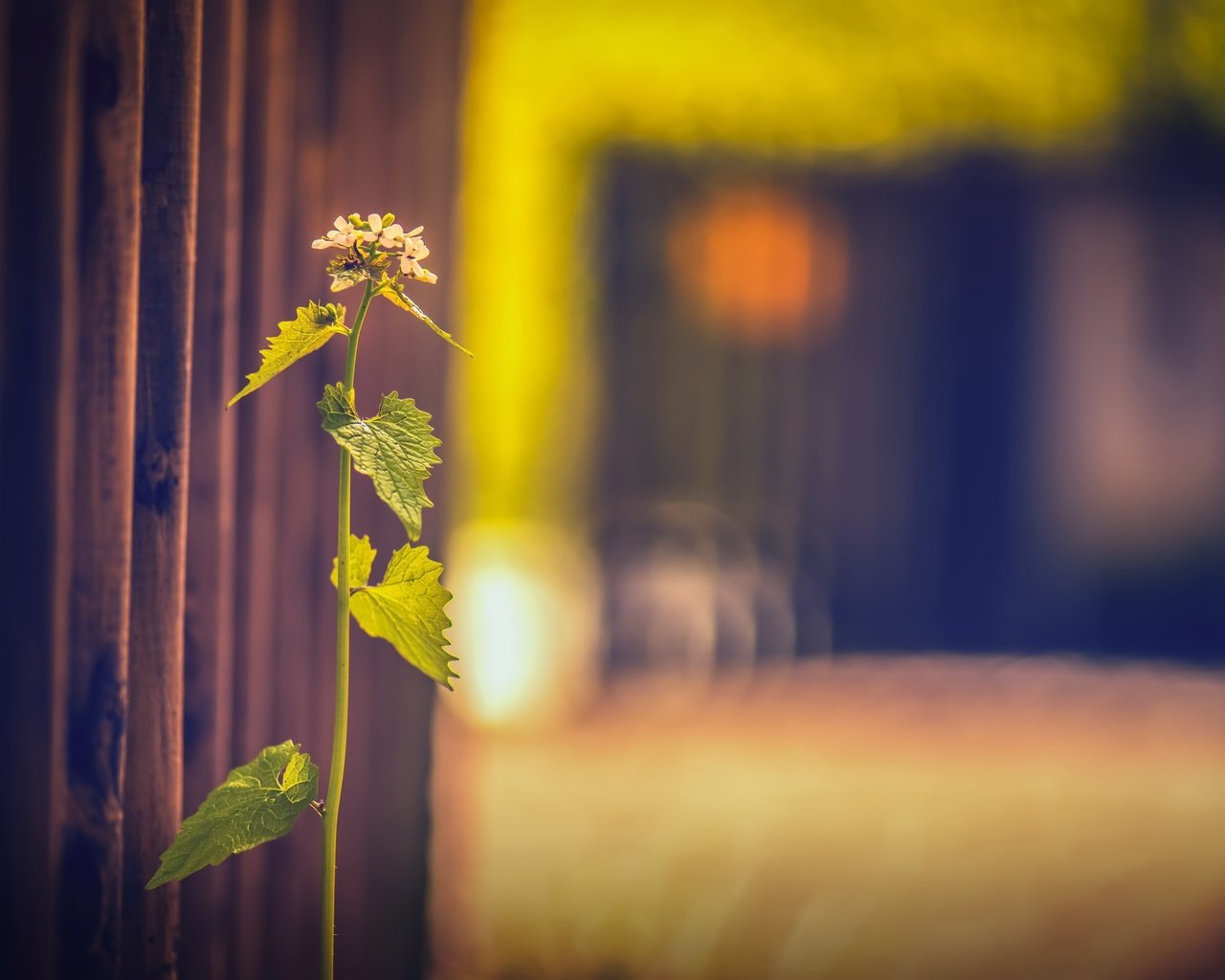 Обои трава, фон, забор, размытость, растение, grass, background, the fence, blur, plant разрешение 2560x1607 Загрузить