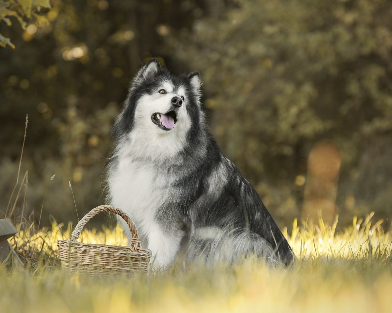 Обои трава, собака, корзинка, боке, маламут, аляскинский маламут, grass, dog, basket, bokeh, malamute, alaskan malamute разрешение 6000x4000 Загрузить