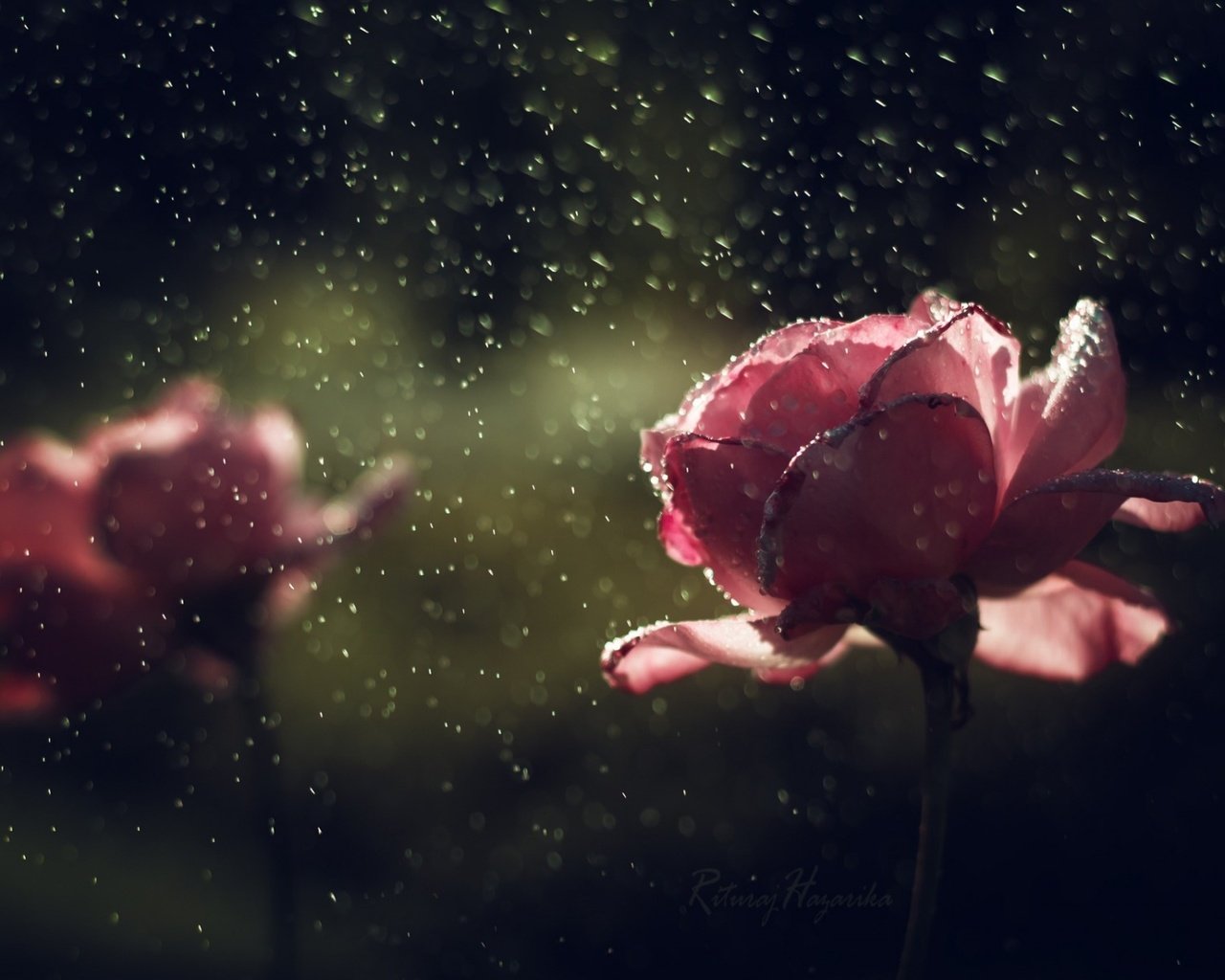 Обои цветы, капли, розы, лепестки, дождь, flowers, drops, roses, petals, rain разрешение 1920x1200 Загрузить