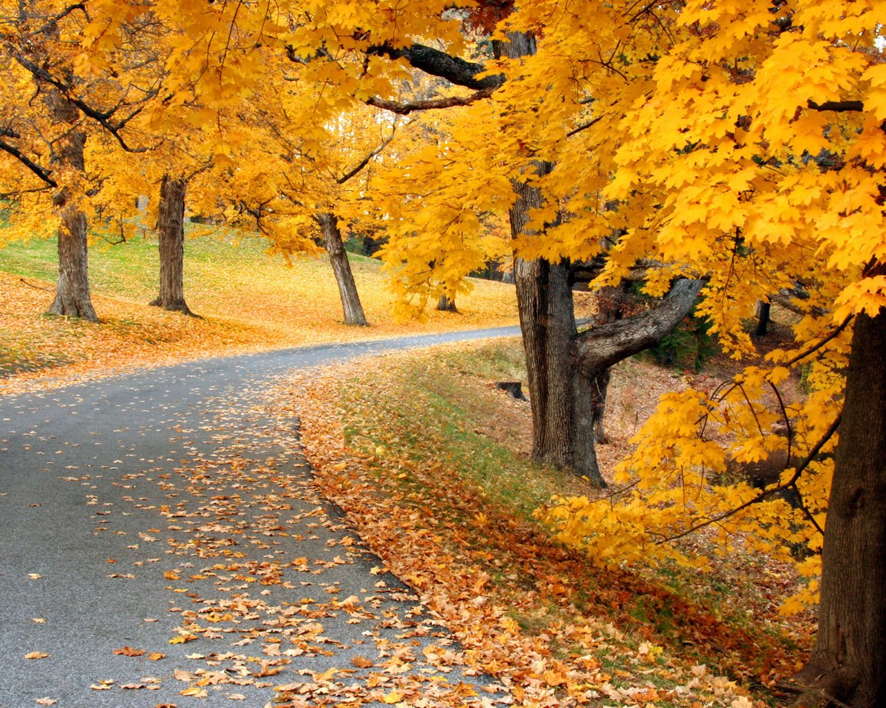 Обои дорога, деревья, природа, осень, листопад, аллея, road, trees, nature, autumn, falling leaves, alley разрешение 1920x1200 Загрузить