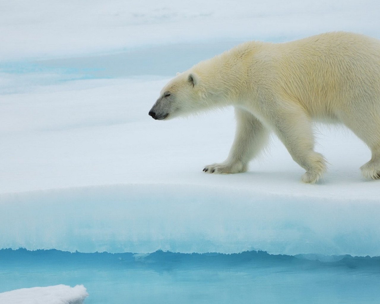 Обои полярный медведь, медведь, антарктида, белый медведь, льдина, polar bear, bear, antarctica, floe разрешение 1920x1080 Загрузить