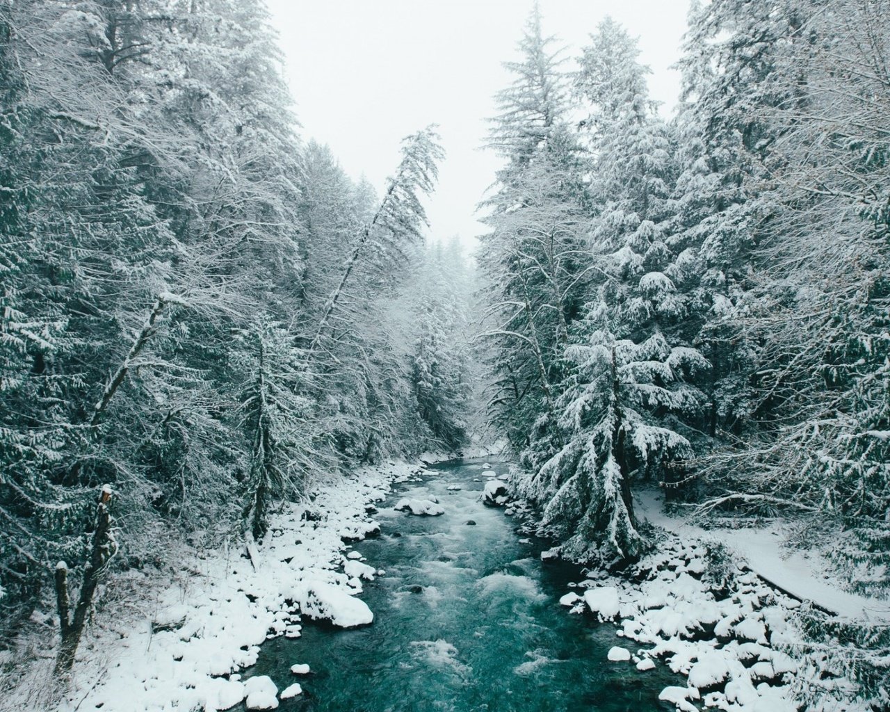 Обои деревья, река, снег, природа, лес, зима, trees, river, snow, nature, forest, winter разрешение 1920x1200 Загрузить