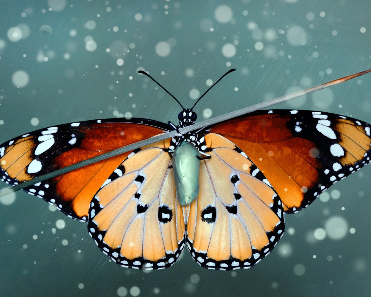 Обои насекомое, бабочка, крылья, куколка, травинка, монарх, insect, butterfly, wings, doll, a blade of grass, monarch разрешение 1920x1200 Загрузить