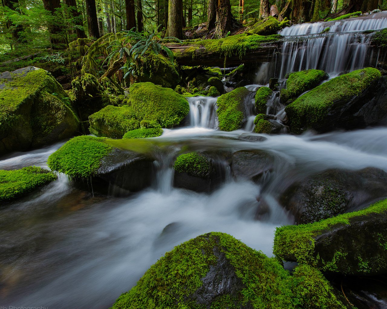 Обои река, природа, камни, лес, водопад, мох, river, nature, stones, forest, waterfall, moss разрешение 1920x1200 Загрузить