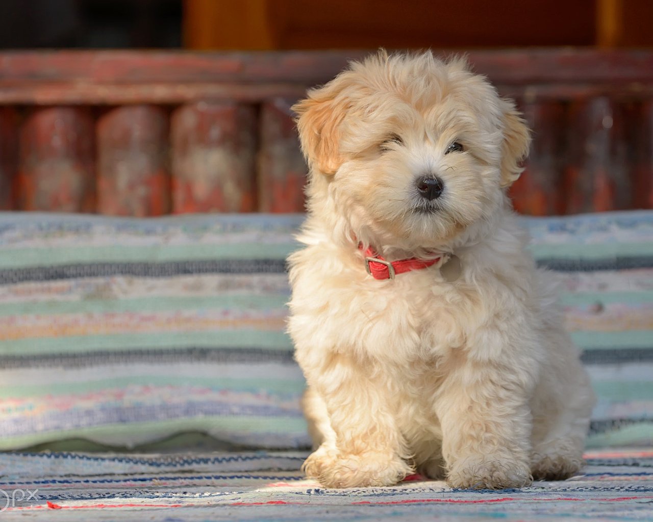 Обои собака, щенок, овчарка, болонка, jordache, румынская овчарка, dog, puppy, shepherd, lapdog, romanian shepherd разрешение 1920x1200 Загрузить