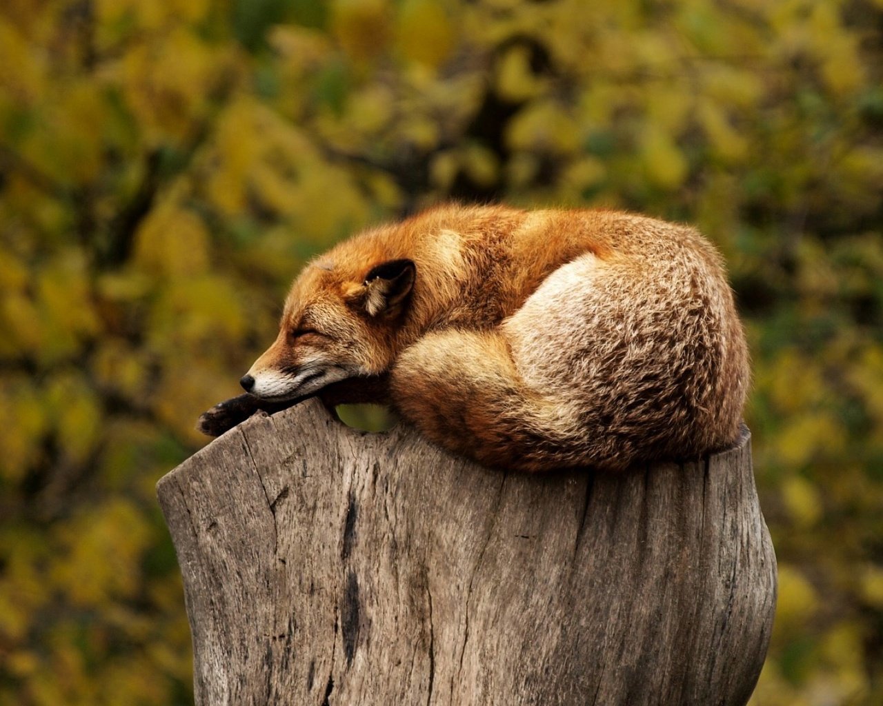 Обои лиса, лисица, животное, пень, дикая природа, fox, animal, stump, wildlife разрешение 1920x1200 Загрузить