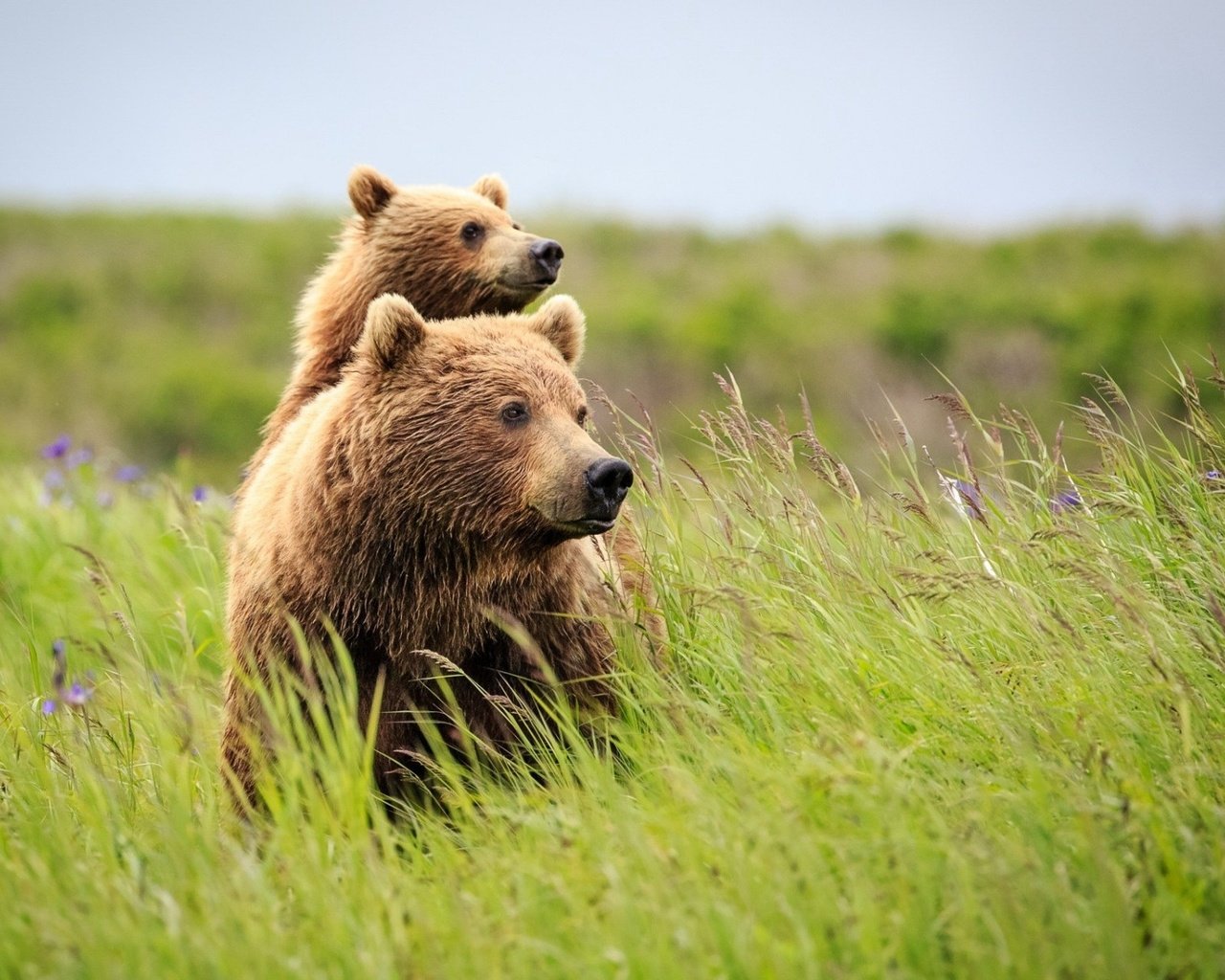 Обои трава, природа, лето, медведь, полевые цветы, медведи, grass, nature, summer, bear, wildflowers, bears разрешение 1920x1200 Загрузить