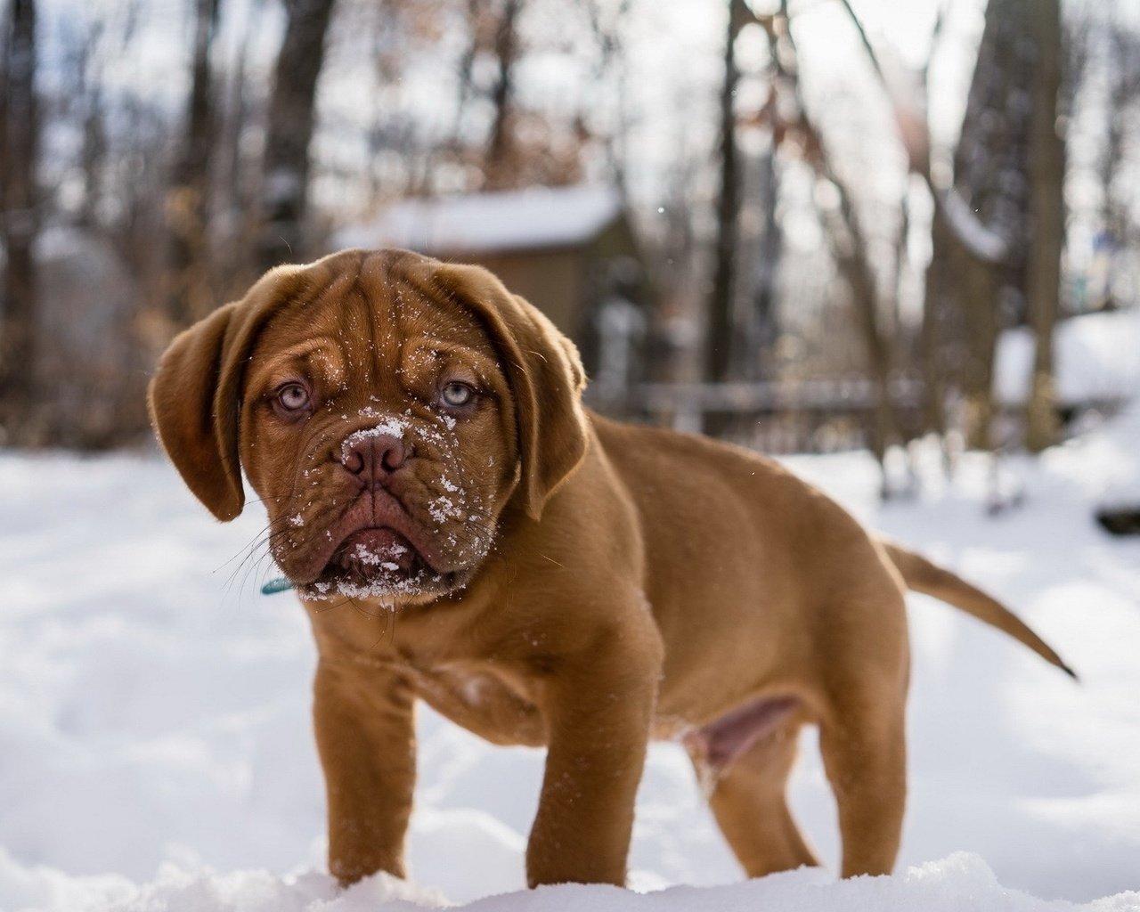 Обои снег, мордочка, взгляд, собака, щенок, бордоский дог, snow, muzzle, look, dog, puppy, dogue de bordeaux разрешение 1920x1200 Загрузить