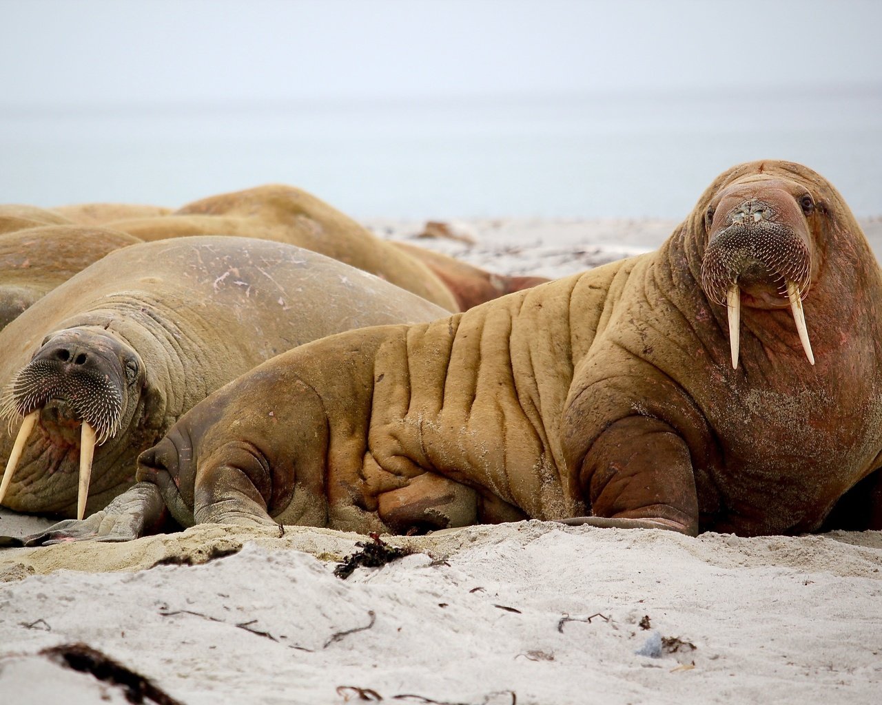 Обои морда, животные, взгляд, морж, ласты, бивни, моржи, face, animals, look, walrus, fins, tusks разрешение 4579x3271 Загрузить