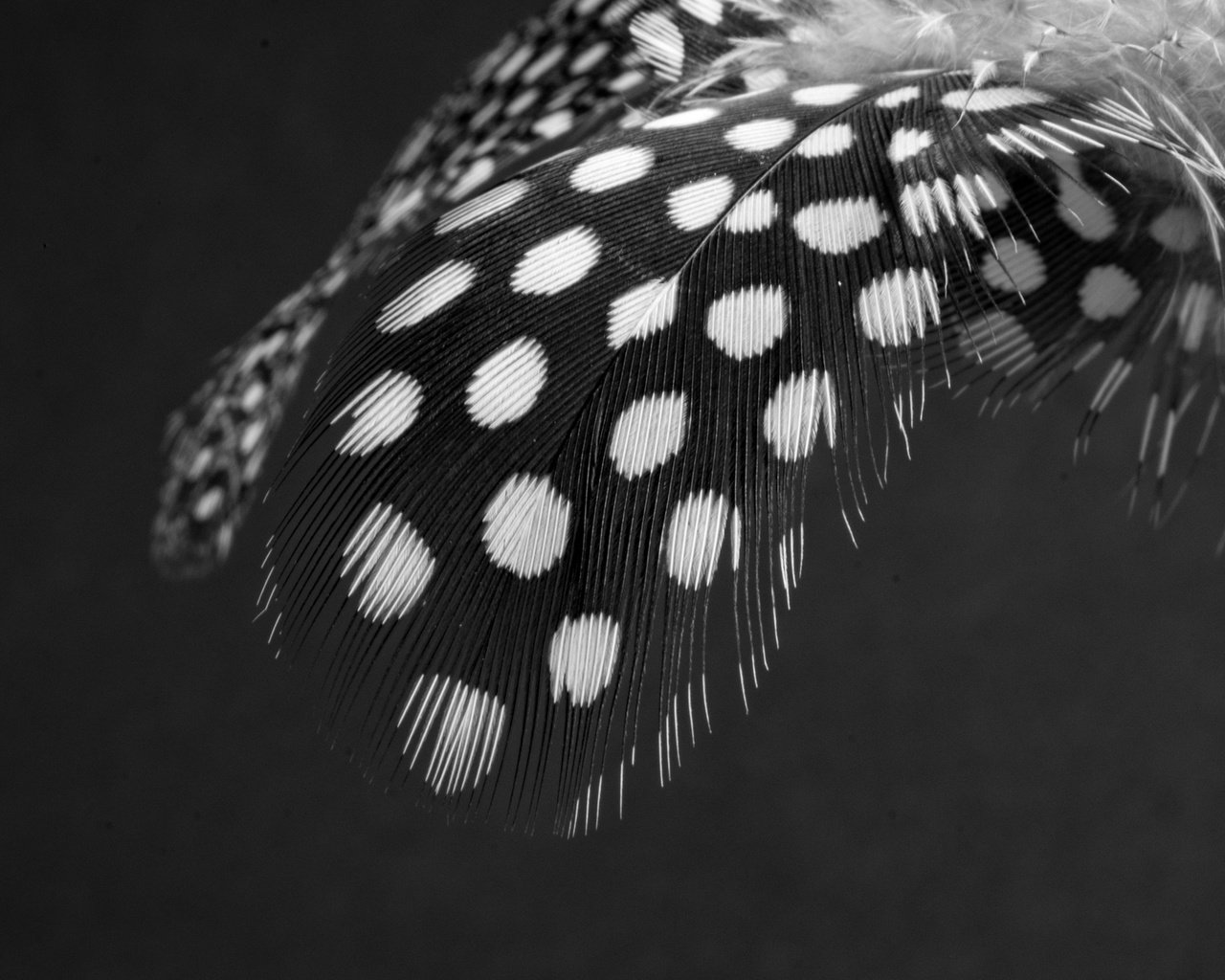 Обои чёрно-белое, перья, перо, перышко, black and white, feathers, pen, a feather разрешение 3840x2560 Загрузить