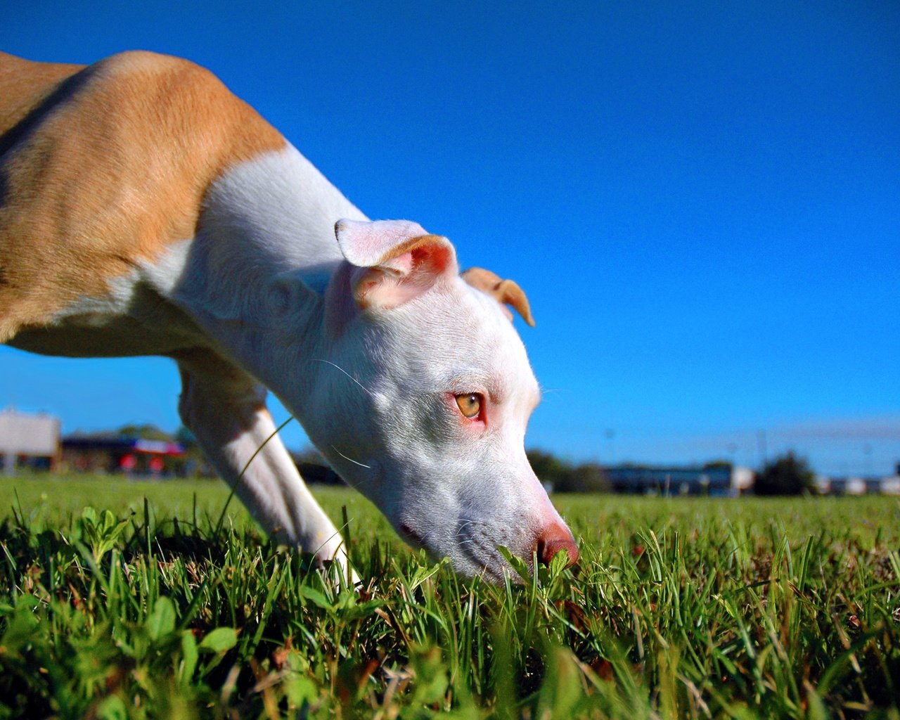 Обои собака, щенок, крупный план, газон, питбультерьер, питбуль, dog, puppy, close-up, lawn, pit bull terrier, pit bull разрешение 2500x1662 Загрузить