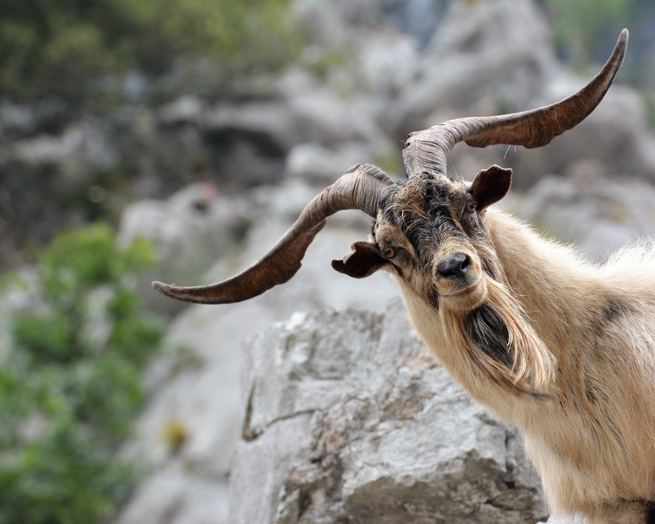 Обои морда, взгляд, коза, рога, козел, face, look, goat, horns разрешение 6000x4000 Загрузить