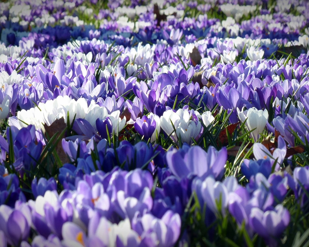 Обои цветы, лепестки, весна, белые, фиолетовые, крокусы, flowers, petals, spring, white, purple, crocuses разрешение 4000x2250 Загрузить