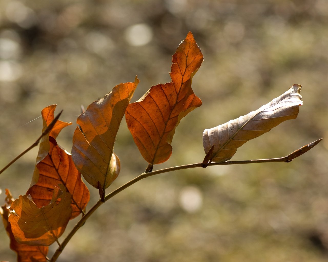 Обои ветка, природа, листья, осень, боке, сухие листья, branch, nature, leaves, autumn, bokeh, dry leaves разрешение 3872x2592 Загрузить