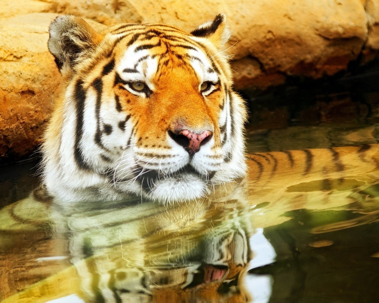 Обои тигр, морда, вода, усы, кошка, взгляд, хищник, tiger, face, water, mustache, cat, look, predator разрешение 1920x1200 Загрузить