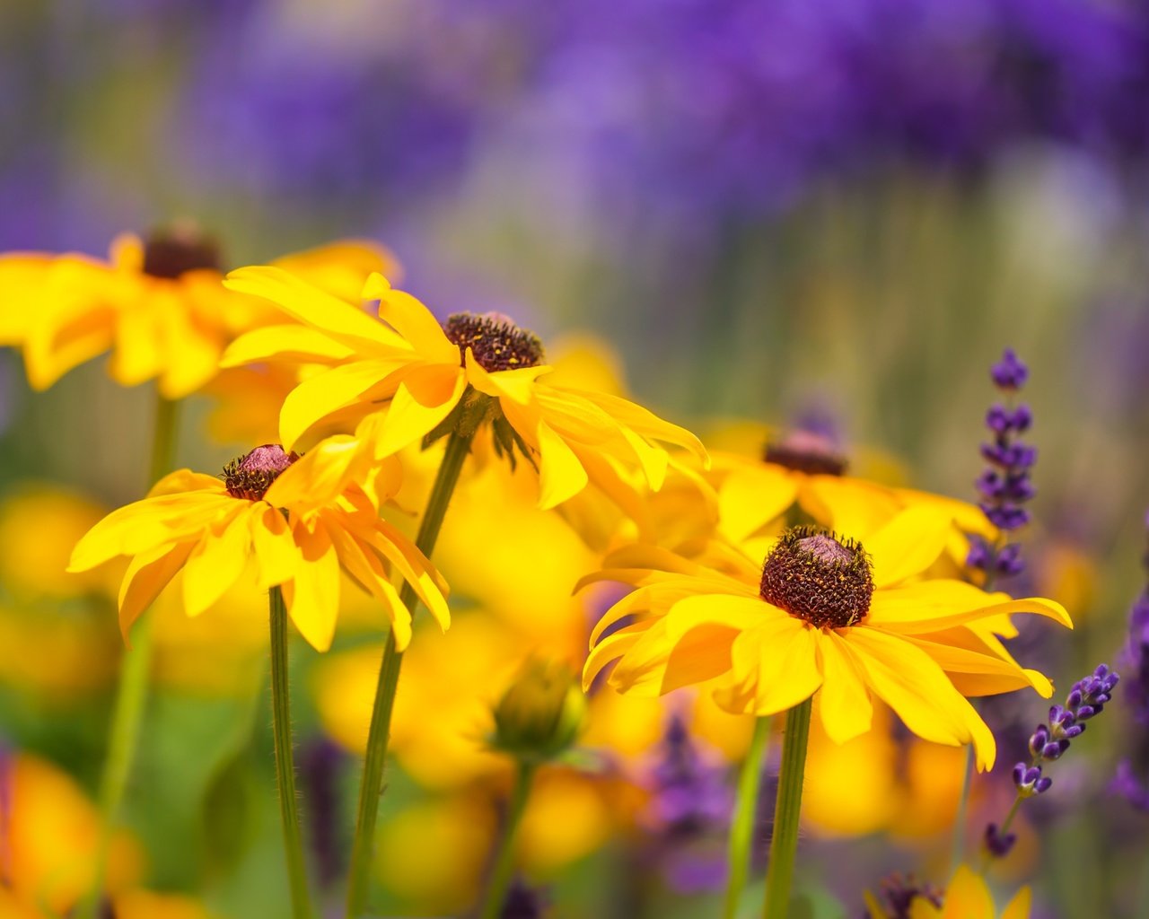 Обои цветы, природа, лаванда, лето, боке, рудбекия, flowers, nature, lavender, summer, bokeh, rudbeckia разрешение 2400x1600 Загрузить