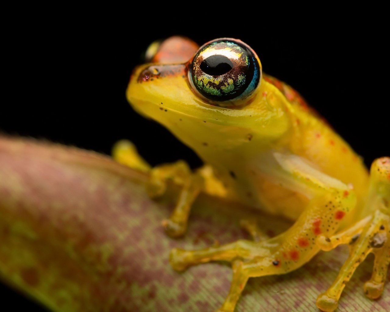 Обои фон, лягушка, лапки, земноводные, background, frog, legs, amphibians разрешение 2048x1261 Загрузить