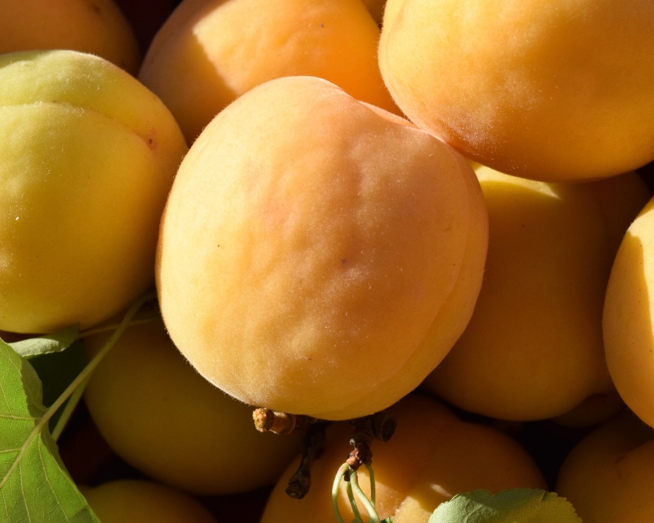Обои фрукты, плоды, абрикосы, спелые, fruit, apricots, ripe разрешение 6000x4000 Загрузить