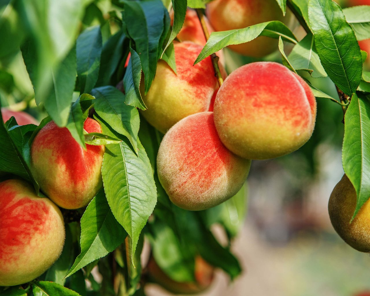 Обои дерево, листья, фрукты, плоды, персики, tree, leaves, fruit, peaches разрешение 2880x1800 Загрузить