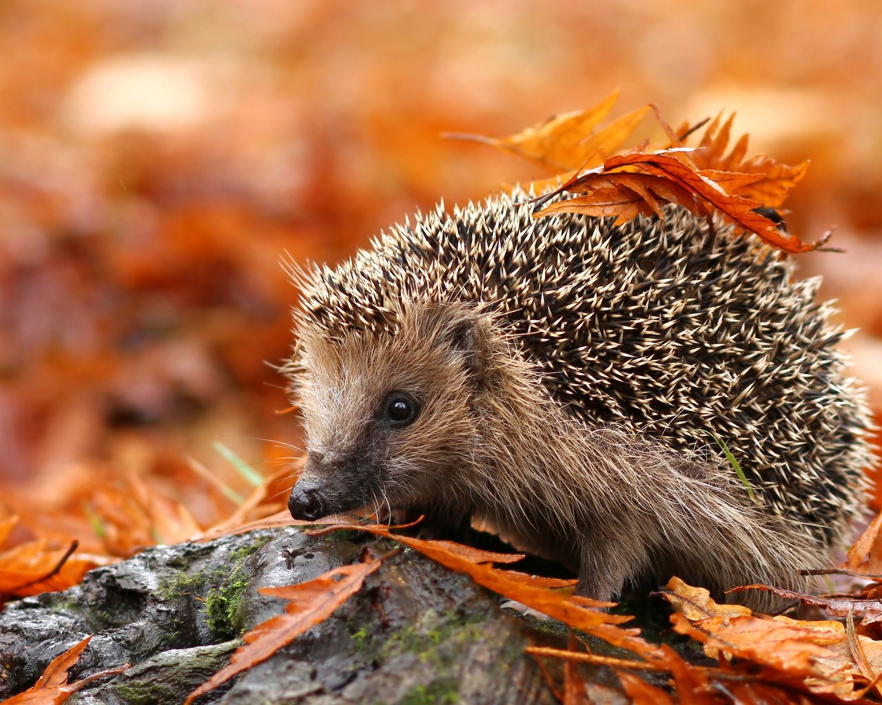 Обои листья, осень, животное, ежик, еж, осенние листья, leaves, autumn, animal, hedgehog, autumn leaves разрешение 3840x2400 Загрузить