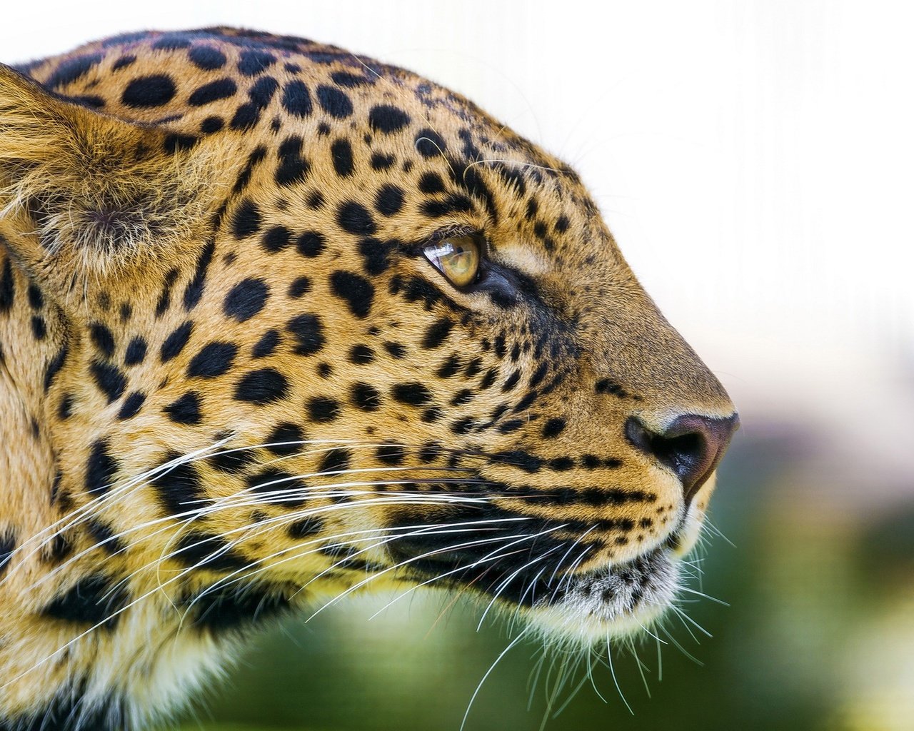 Обои морда, леопард, хищник, профиль, большая кошка, face, leopard, predator, profile, big cat разрешение 2560x1440 Загрузить