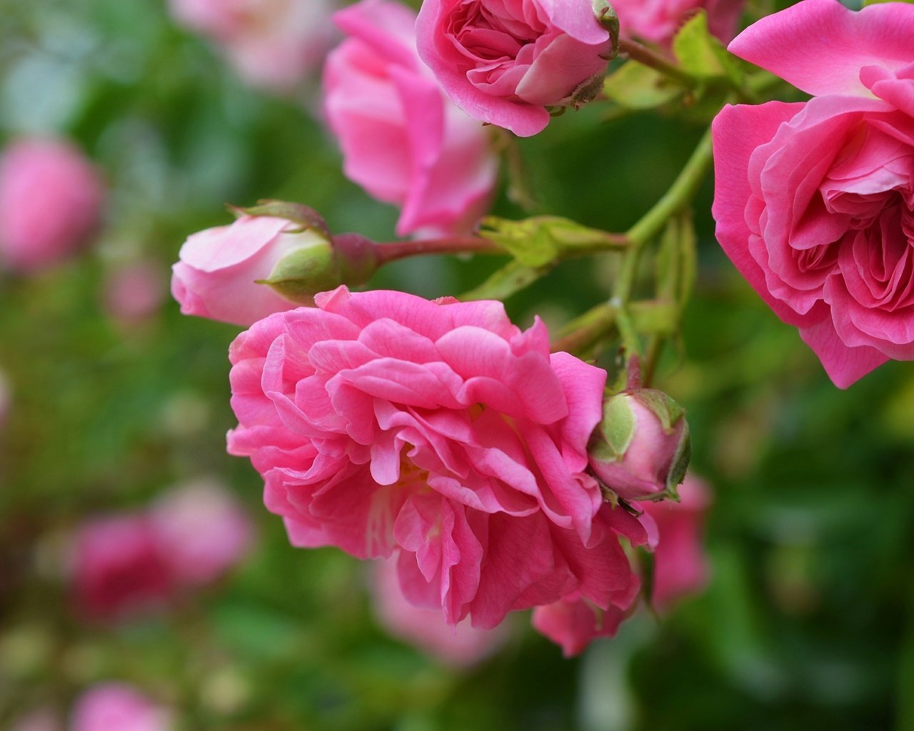 Обои цветы, бутоны, макро, роза, лепестки, розовая роза, flowers, buds, macro, rose, petals, pink rose разрешение 3000x1897 Загрузить