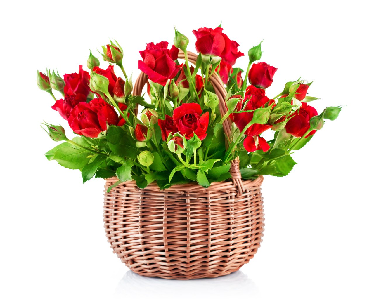 Обои цветы, бутоны, розы, лепестки, красные, букет, белый фон, flowers, buds, roses, petals, red, bouquet, white background разрешение 4200x3325 Загрузить