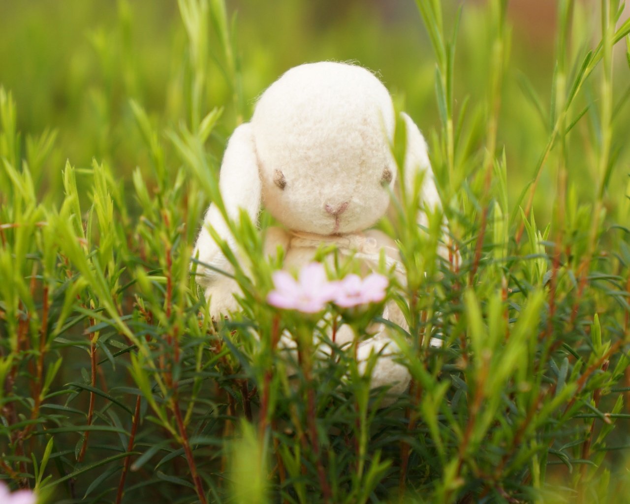 Обои цветы, трава, настроение, игрушка, кролик, зайка, flowers, grass, mood, toy, rabbit, bunny разрешение 3568x2368 Загрузить