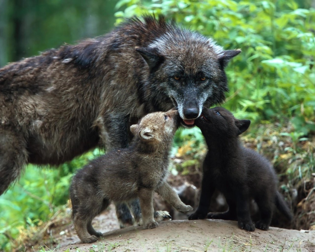 Обои семья, забота, волки, волк, волчица, детеныши, волчата, family, care, wolves, wolf, cubs, the cubs разрешение 1920x1280 Загрузить