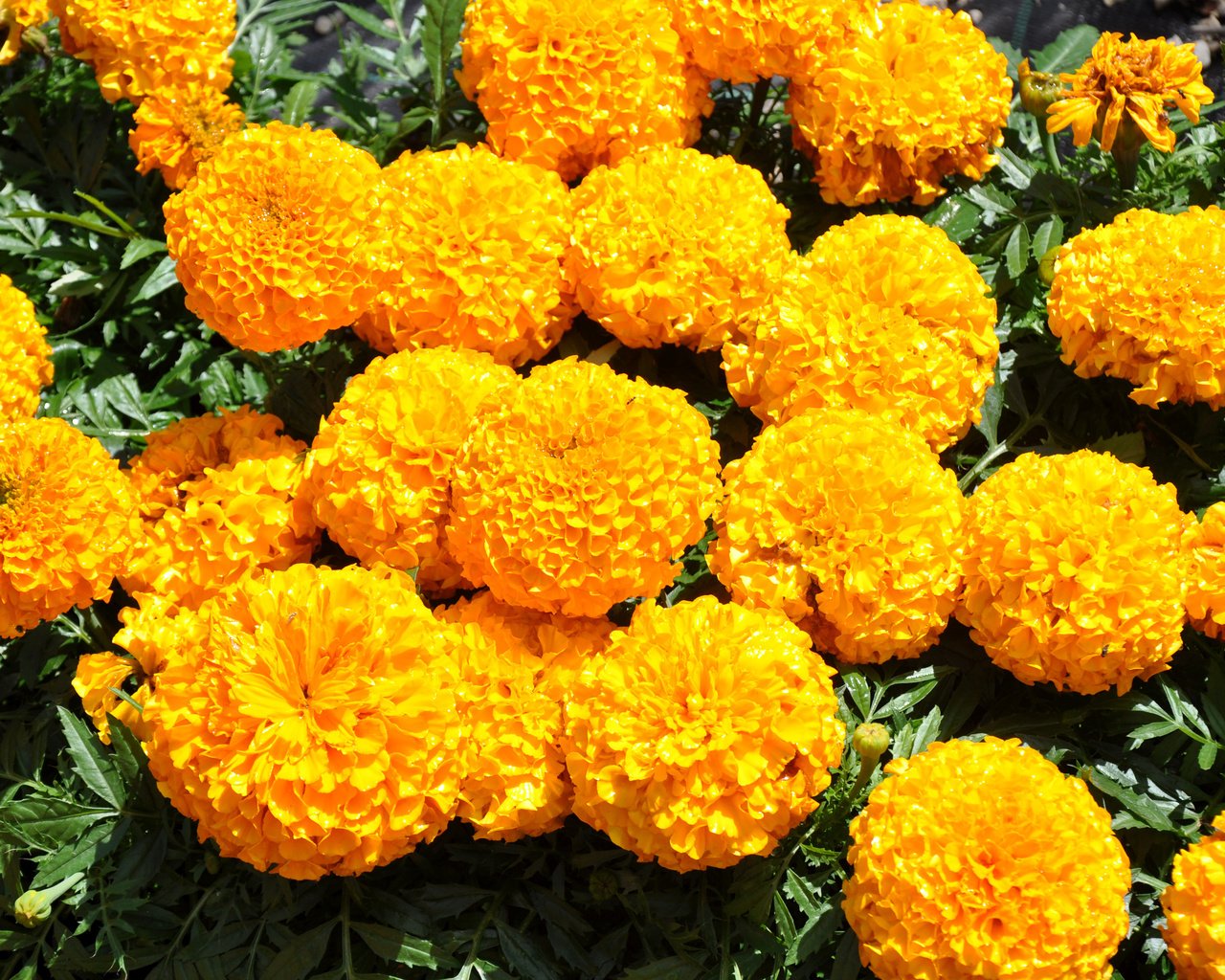 Обои цветы, желтые, бархатцы, flowers, yellow, marigolds разрешение 3500x2325 Загрузить