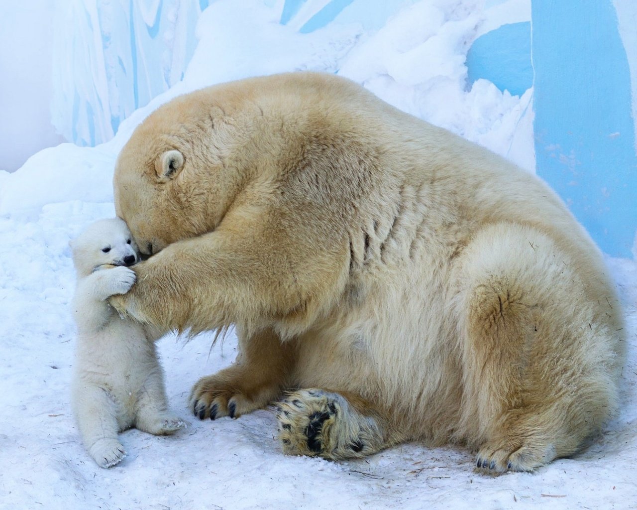Обои животные, полярный медведь, медведи, белый медведь, зоопарк, детеныш, медвежонок, animals, polar bear, bears, zoo, cub, bear разрешение 1920x1200 Загрузить