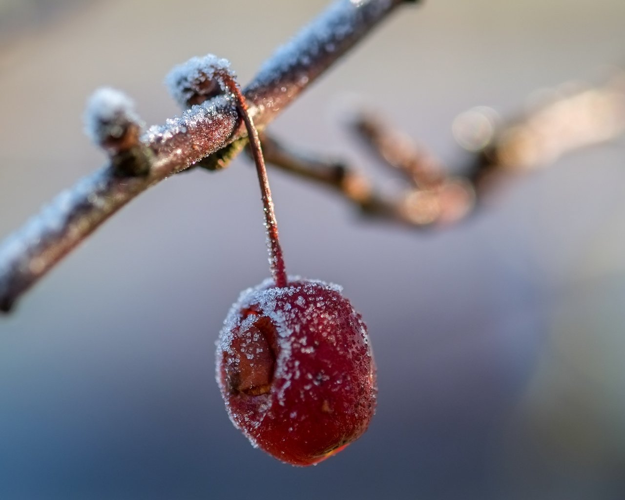 Обои ветка, иней, плод, яблоня, branch, frost, the fruit, apple разрешение 3928x2581 Загрузить