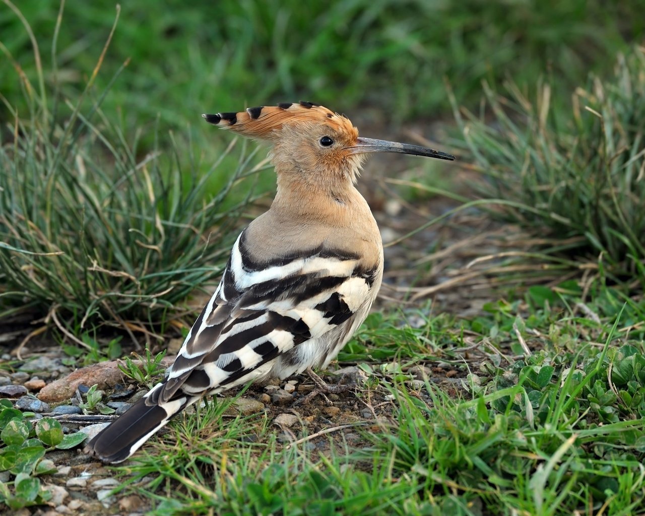 Обои трава, животные, птицы, клюв, перья, удод, grass, animals, birds, beak, feathers, hoopoe разрешение 2048x1363 Загрузить