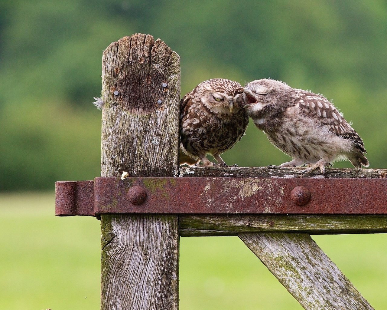 Обои птенец, природа, забор, птицы, совы, сыч, chick, nature, the fence, birds, owls, owl разрешение 2048x1365 Загрузить