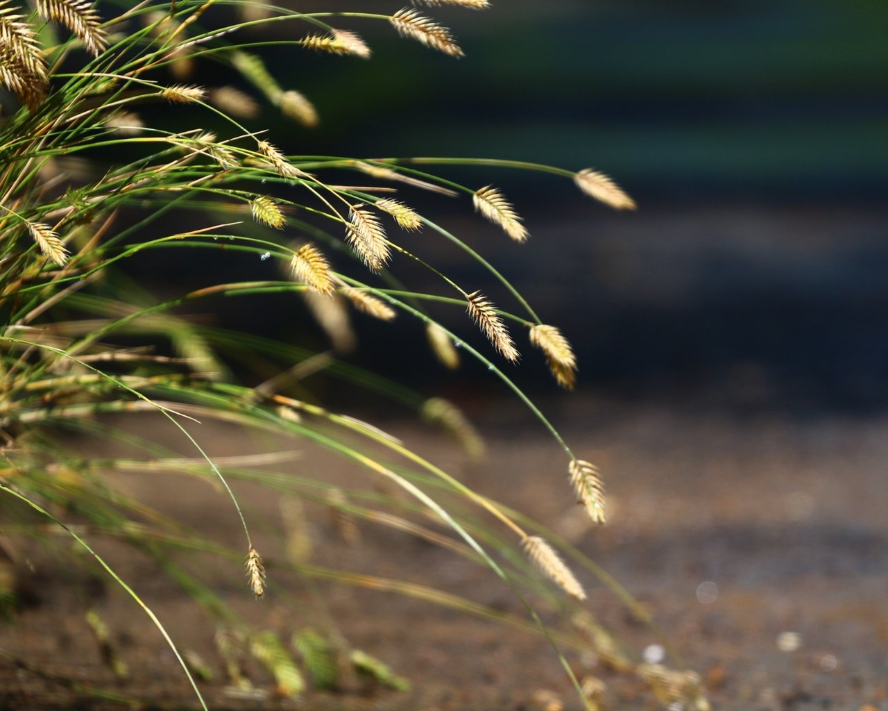 Обои трава, природа, фон, колоски, травка, grass, nature, background, spikelets, weed разрешение 1920x1280 Загрузить