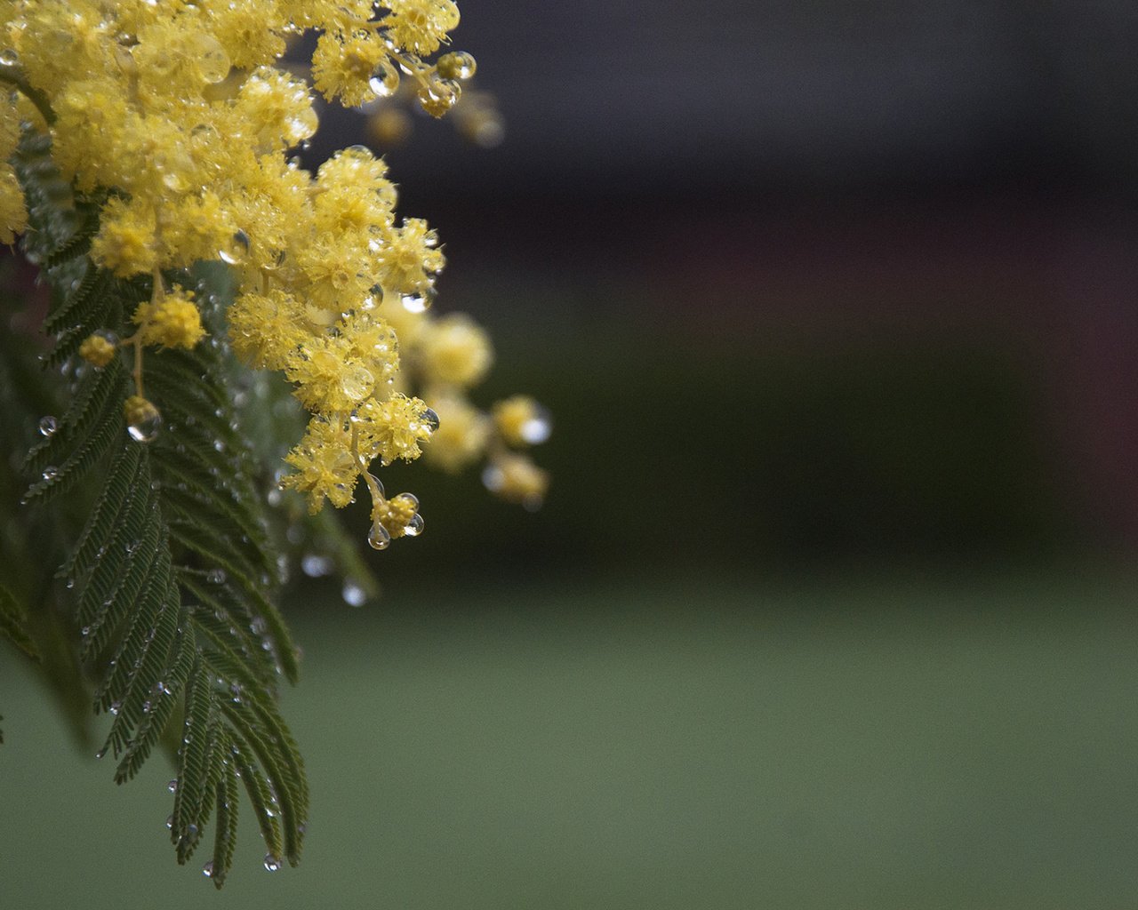 Обои цветы, ветка, листья, капли, весна, мимоза, акация серебристая, flowers, branch, leaves, drops, spring, mimosa, acacia silver разрешение 1920x1200 Загрузить