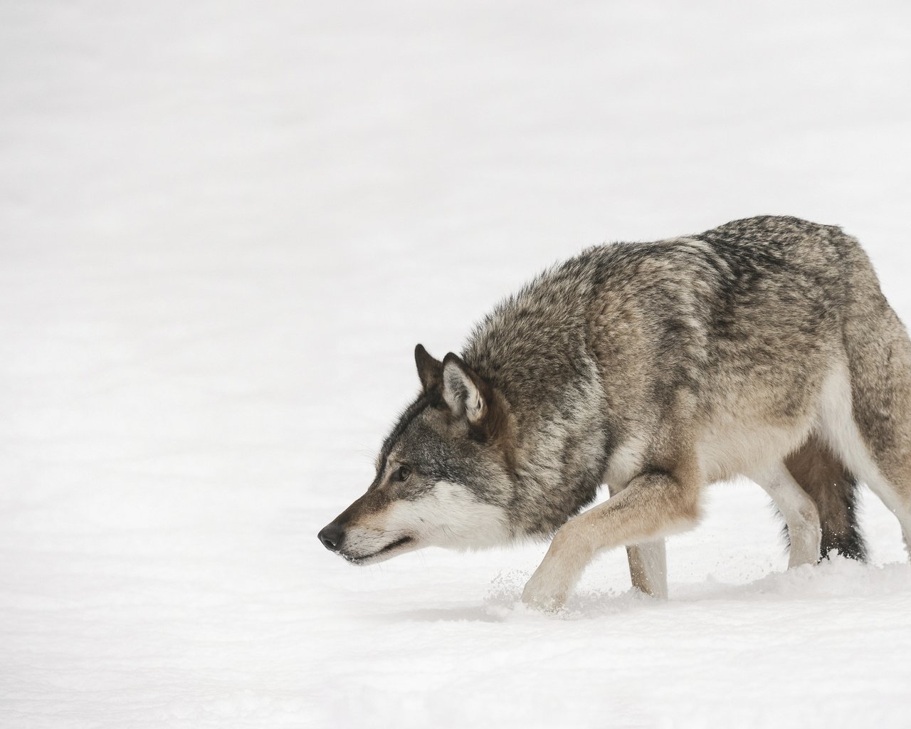 Обои морда, снег, зима, взгляд, хищник, волк, face, snow, winter, look, predator, wolf разрешение 3840x2400 Загрузить