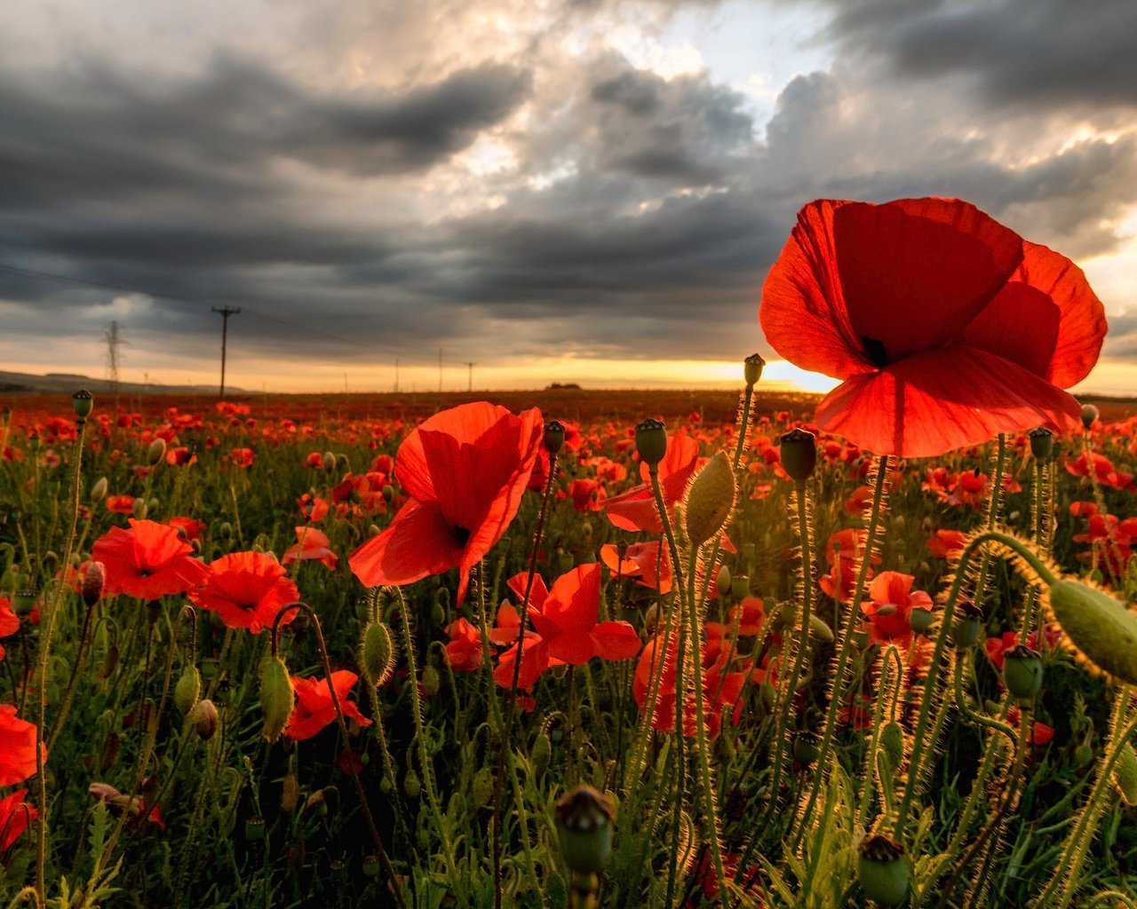 Обои цветы, бутоны, тучи, поле, лепестки, красные, маки, flowers, buds, clouds, field, petals, red, maki разрешение 2048x1365 Загрузить