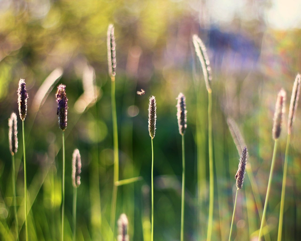 Обои трава, насекомое, размытость, стебли, боке, grass, insect, blur, stems, bokeh разрешение 3769x2529 Загрузить